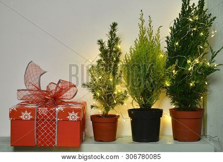 Still Llife With Red Gift Box, Natural Conifer Trees Over White Wall. New Year And Christmas Celebra