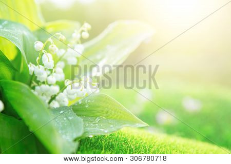 Wonderful Aroma And Mood Of Freshness. Spring Flowers Lilies Of The Valley In Morning
