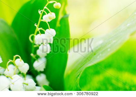 Wonderful Aroma And Mood Of Freshness. Blooming Spring Lily Of The Valley In Morning Sunny Garden