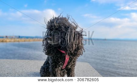 Little Black Dog Sits On The Beach In Summer Time. Happy Pet Enjoy Walking. Toy Poodle Sitting On A 
