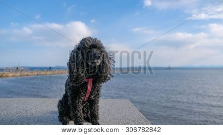 Little Black Dog Sits On The Beach In Summer Time. Happy Pet Enjoy Walking. Toy Poodle Sitting On A 