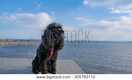 Little Black Dog Sits On The Beach In Summer Time. Happy Pet Enjoy Walking. Toy Poodle Sitting On A 