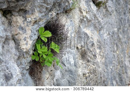 The Wild Strawberry Growing In The Rock