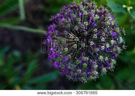 Allium Purple Flower Growing In The Garden
