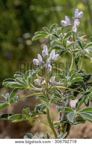 Wild Plant (lupinus Angustifolius) With White Flowers Grows In Its Natural Habitat Close-up On A Spr