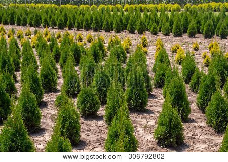 Young Thuja Occidentalis In Garden Center. Plant Nursery In Bulgaria.