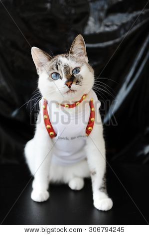 White Blue-eyed Cute Cat Dressed In T-shirt And A Red Leather Harness. Stylish Outfit With Accessori