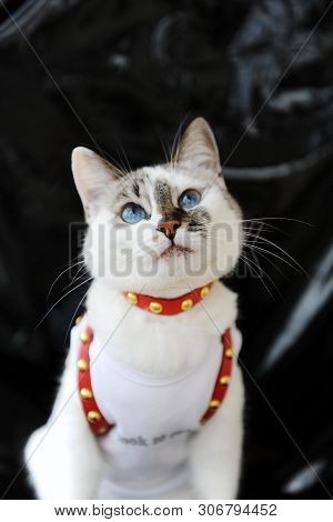 White Blue-eyed Cute Cat Dressed In T-shirt And A Red Leather Harness. Stylish Outfit With Accessori