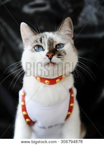 White Blue-eyed Cute Cat Dressed In T-shirt And A Red Leather Harness. Stylish Outfit With Accessori