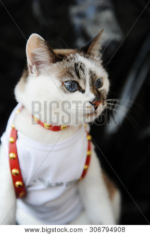 White Blue-eyed Cute Cat Dressed In T-shirt And A Red Leather Harness. Stylish Outfit With Accessori