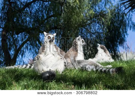 Family Of Lemurs Sunbathing On The Grass. The Ring Tailed Lemur, Lemur Catta, Is A Large Strepsirrhi