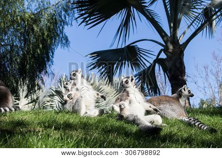 Family Of Lemurs Sunbathing On The Grass. The Ring Tailed Lemur, Lemur Catta, Is A Large Strepsirrhi