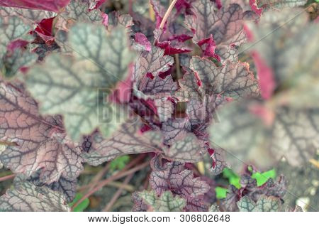 Heuchera Micrantha Plants With Red Leaves Background