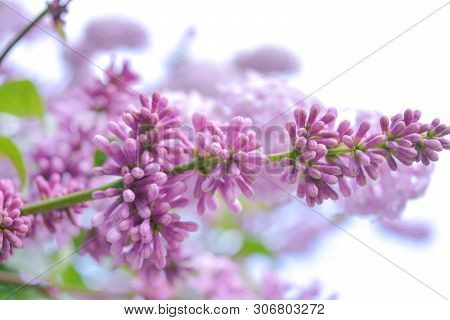Lilac Shrub Flowers Blooming In Spring Garden. Common Lilac Syringa Vulgaris Bush. Close-up With Sof