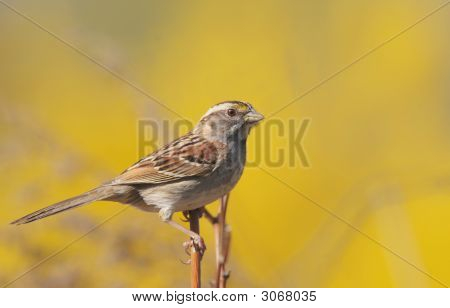 Bianco – Throated Sparrow (Zonotrichia Albicollis)