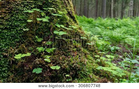 Twig Of A Clover In The Middle Of An Old Forest.