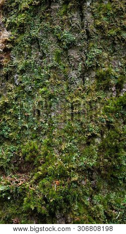 Old Tree Bark. Can Be Used As A Template.