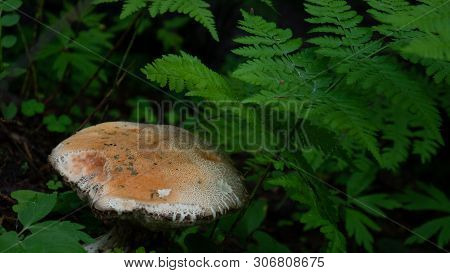 A Lone White Mushroom Standing In The Middle Of The Forest, Surrounded By Plants And Grass.