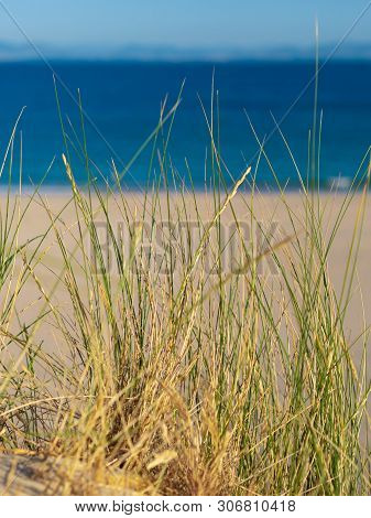 Dune With Beachgrass In Tarifa, Costa De La Luz, Spain, Europe