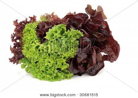 Varietà di lattuga di lollo rossa, rosso e verde Batava, cresciuta nello stesso impianto isolato su bianco 