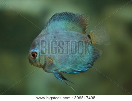Brown discus (Symphysodon aequifasciatus), also known as the blue discus. 