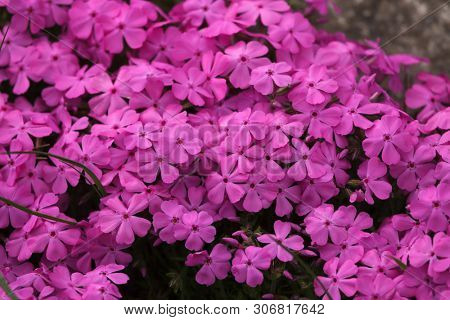 Creeping phlox (Phlox subulata), also known as the moss phlox.