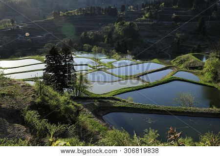 Terraced Rice Field In Yamakoshi, Nagaoka, Niigata, Japan