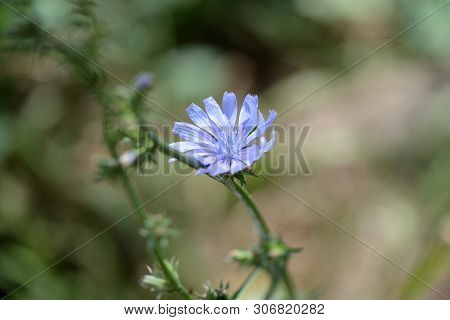 Blue Flowers Of Chicory On A Summer Meadow Close Up