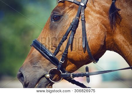 Portrait Of Bay Horse, Dressed For Dressage In The Bridle, Halter And Snaffle In The Mouth. The Hors