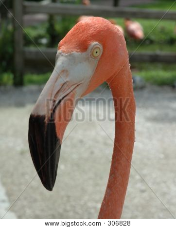 Pink Flamingo 1