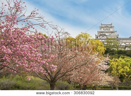 Himeji Castle In Japan With Sakura Flower Blossom In Springtime Season