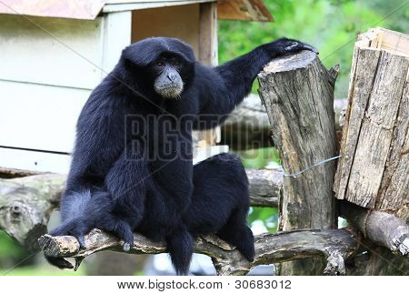 Monkey sitting vacant