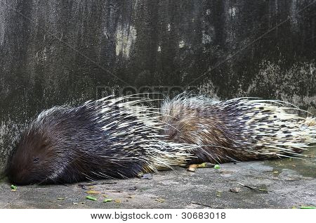 Close-up of porcupine in zoo