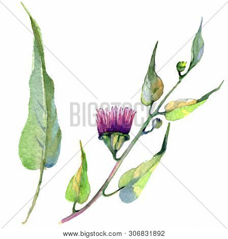 Red Eucaliptus Floral Botanical Flowers. Watercolor Background Set. Isolated Eucaliptus Illustration