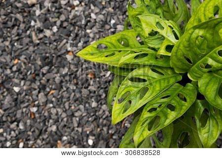 Green Leaf Of Fern Plant In The Pot On The Pebble Ground. Fern Is Used For Decorate Home, Garden, Pa