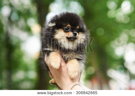 Dark Cute Puppy Spitz On Hand. For All Purposes