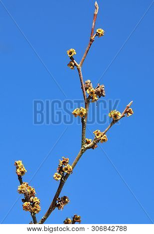 Leafless Twig With Tiny Yellow Flowers Of A Virginian Witch Hazel On Sunny Winter Day