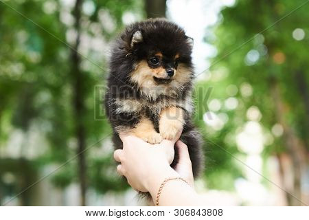 Dark Cute Puppy Spitz On Hand. For All Purposes