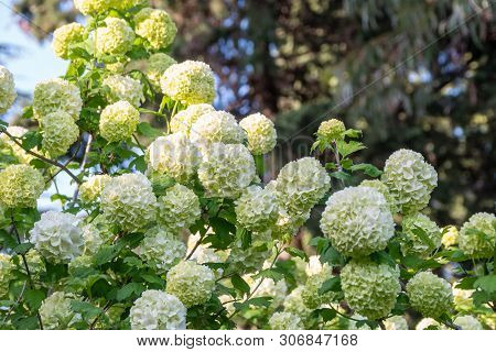Lush White Flowers Of Viburnum Roseum. White Flowers With Blurred Background.