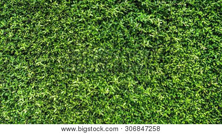 Green Leaves And Natural Background Concept - Beautiful Green Leaves Wall Background In Natural Gard