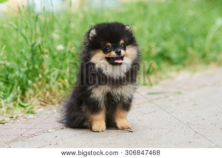 Dark Cute Puppy Spitz On The Street. For All Purposes