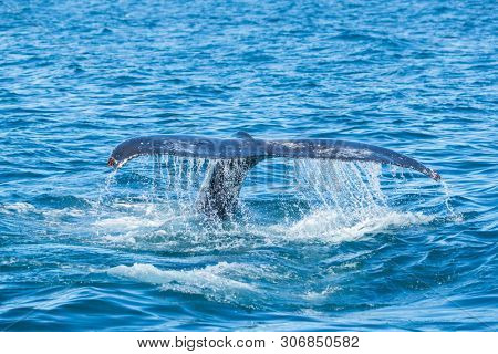 Detail of humpback (Megaptera novaeangliae) fin tail, Iceland. Whale watching is one of the most popular activity in iceland.