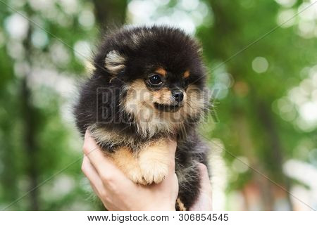 Dark Cute Puppy Spitz On Hand. For All Purposes