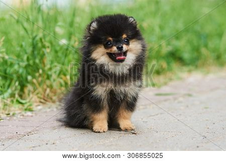 Dark Cute Puppy Spitz On The Street. For All Purposes