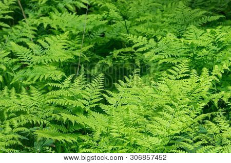 Beautyful Ferns Leaves Green Foliage Natural Floral Fern Background In Sunlight