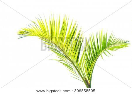 palm tree isolated on white background