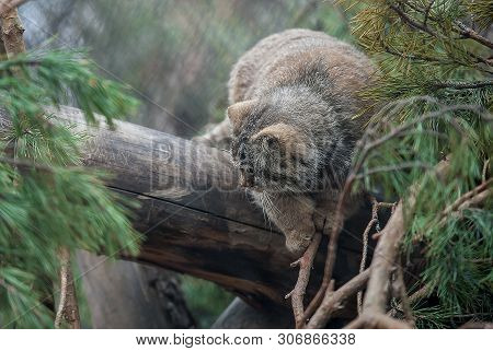 Pallas Cat (otocolobus Manul). Manul Is Living In The Grasslands And Montane Steppes Of Central Asia