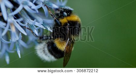 Funny Beautiful Bee Collects Nectar On A Blue Flower Growing In A Summer Garden Or In A Field