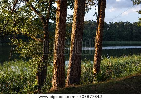 Pines On The Lake At Sunset. Beautiful View Of The Biale Lake, Poland In Hot Summer