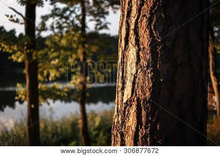 Pines On The Lake At Sunset. Beautiful View Of The Biale Lake, Poland In Hot Summer